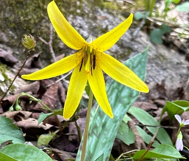 Hike & Learn Series: Acra Point Loop