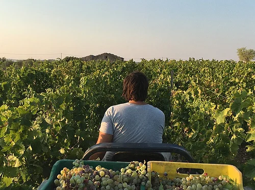 Mortellito (Sicilia) from A16 Napa