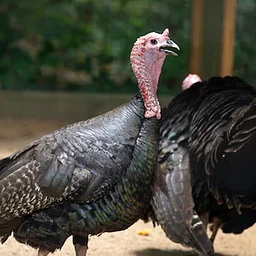 Farm Story & Craft: Terrific Turkeys