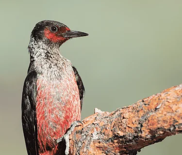 Birding by Ear with Ryan Mahar, Session 2