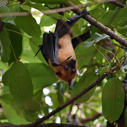 Discovering Nature Nearby: The Arboretum Goes Batty