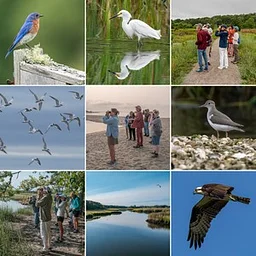 Bird Identification & Natural History Field Classes