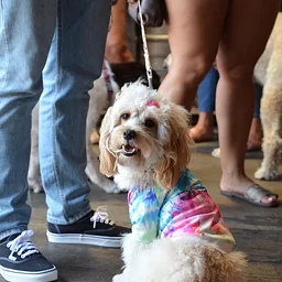 Doggy Fest by The Flamingo Flea