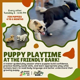 Puppy & Teen Dog Play and Learn Clubs