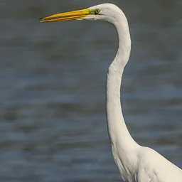 OWBC Meeting: Conserving Coastal Wetlands for Birds
