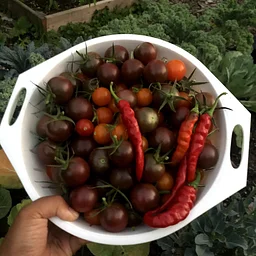 Gathering of Growers: Crop Study: Tomatoes and Peppers