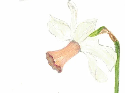 Botanical Illustration: Daffodils!