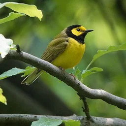 Birding in Peace: Late-Risers Edition (Members Only)