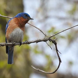 North Pond Wednesday Bird Walks