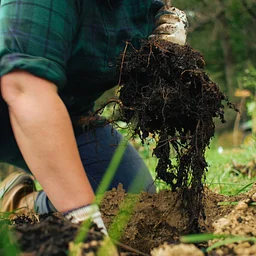 Late Season Garden Care