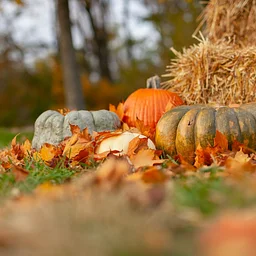 Thanksgiving Crafts Week