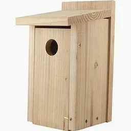 Bluebird Bliss – Build, Learn & Welcome Nature Home