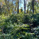 Stewardship Days – Hays Woods Park