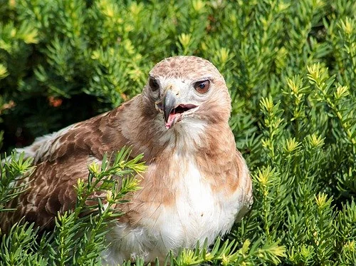 Beginner Bird Walk - All Ages