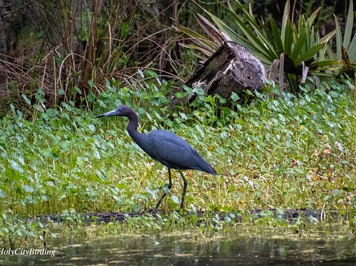 Early Morning Bird Walk – Carr-Richardson Park