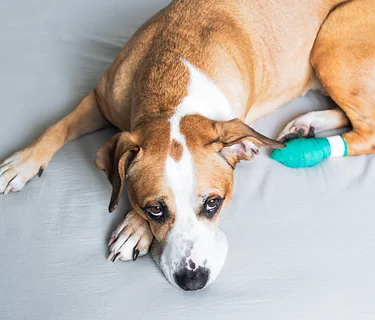 Pet First Aid & CPR (March 2026)