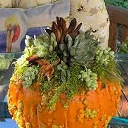 PUMPKIN SUCCULENT GARDEN w/Barbara Woodward
