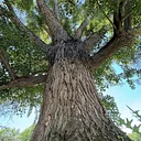 Imagine Well Being: Trees That Remember