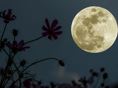 Full Flower Moon & Wildflower Hike