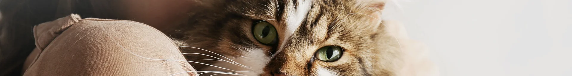 Humane Society of Tampa Bay