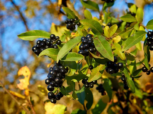 Intro to WNC Invasive Plant ID