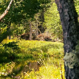 LGBTQIA+ Welcoming Walkabout: Rockland Bog Preserve