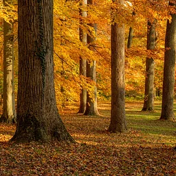 Director’s Garden Walk: Late Fall Color in the Garden