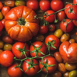Too Many Tomatoes: Cooking Presentation