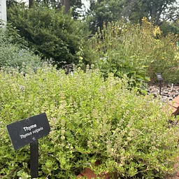Herbal Tinctures Workshop