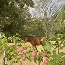 Sunday, September 6th 2026 - Apples and Ponies
