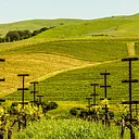 Taste of Napa