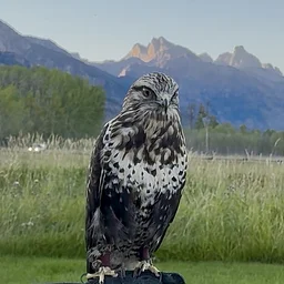 Talons at Trailborn