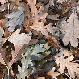Why Fall Leaves Add Value to Your Garden
