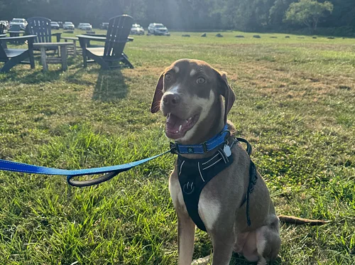 Lighthouse Animal Shelter Dog Adoption Event