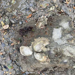 Wild Oyster Survey