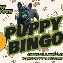 Puppy Bingo @ The Destination