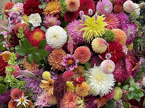 Dahlias for Days: An Introductory Workshop