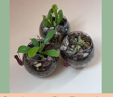 Carnivorous Bog Terrariums