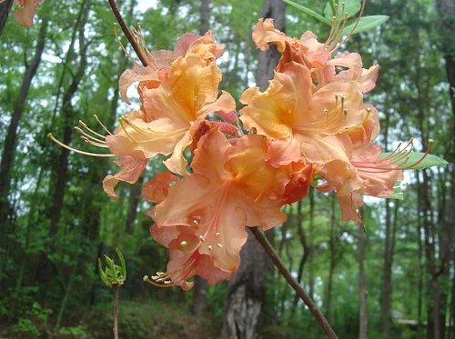 Aromi Azaleas – Bred for Alabama’s Climate