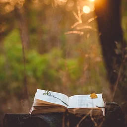 Outside Perspective: Nature Journaling Workshop