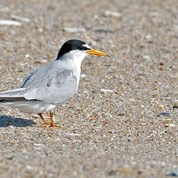 Gulls & Terns Advanced ID Class 2027