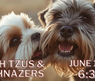 Shih Tzu & Schnauzer Meet Up
