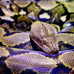 Sunday Funday: Ssssensational Ssssnakes