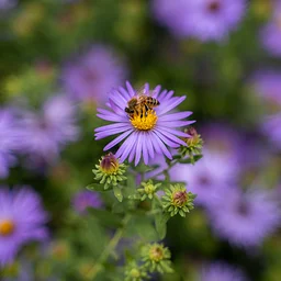 Aromatic Asters: Gardens Guided Tour