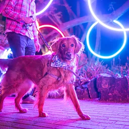 Dog Days After Dark