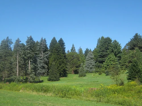 Conifer Collection Tour