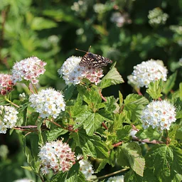 Fall Plant Sale at Mission Blue Nursery! & Mission Blue Makerspace
