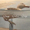 Wings • Waters • Ways : 2026 art show continues (August)