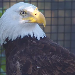Eagle Presentation