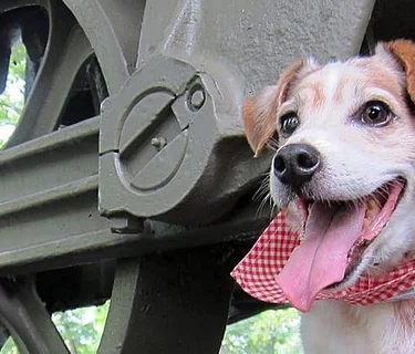 Paws in the Park Day
